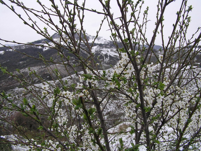 primavera versus inverno